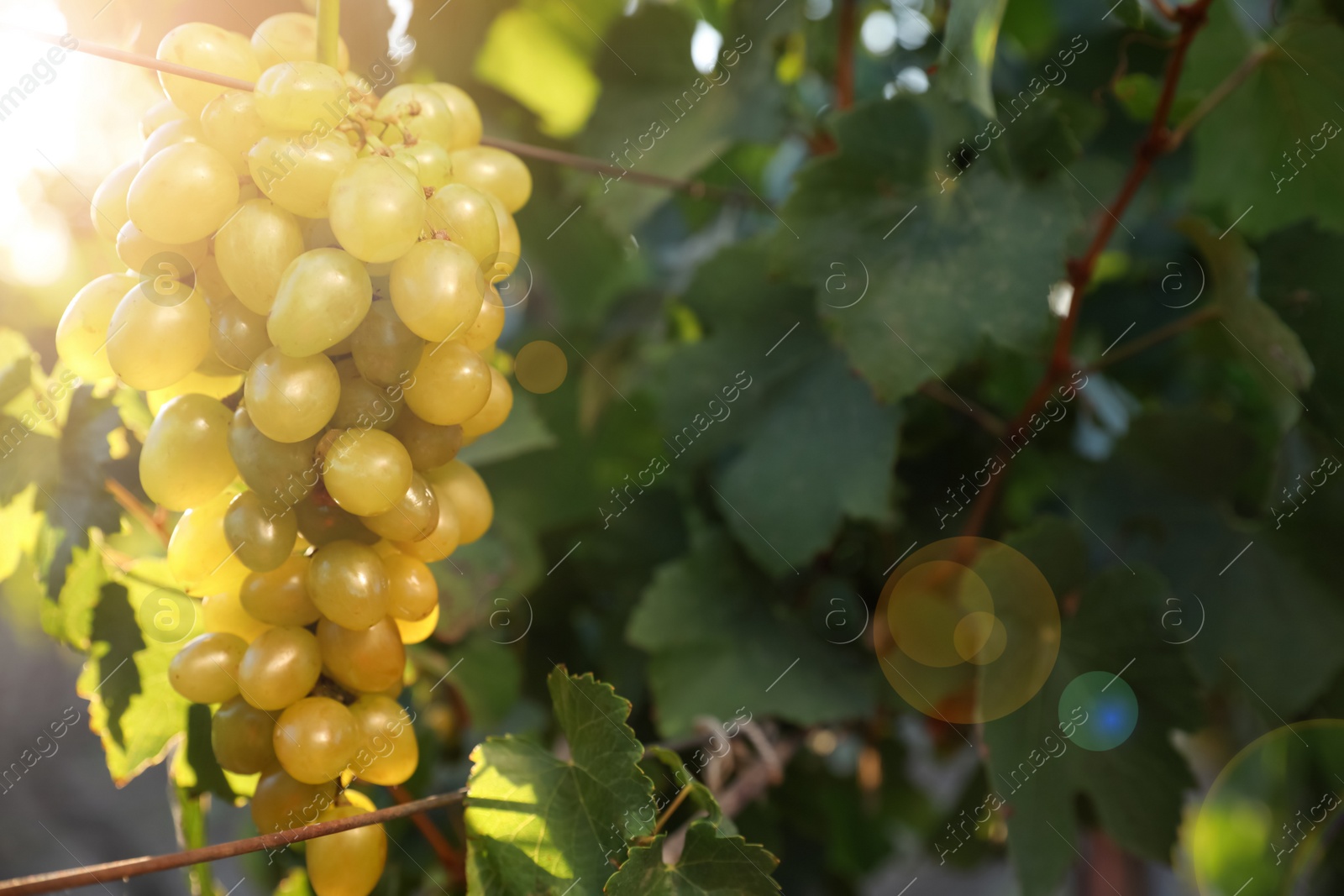 Photo of Bunch of ripe juicy grapes on branch in vineyard, closeup. Space for text