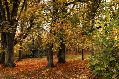 Photo of Beautiful park with yellowed trees and fallen leaves