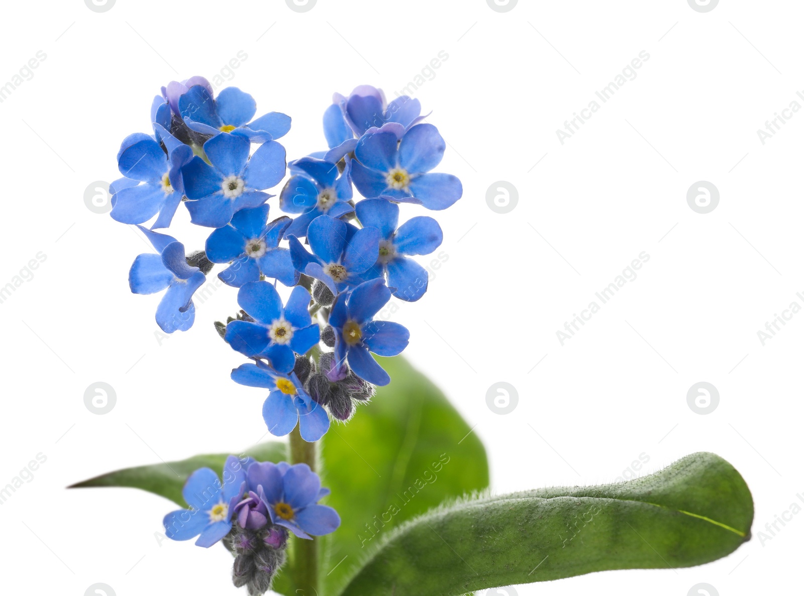 Photo of Beautiful blue Forget-me-not flowers isolated on white