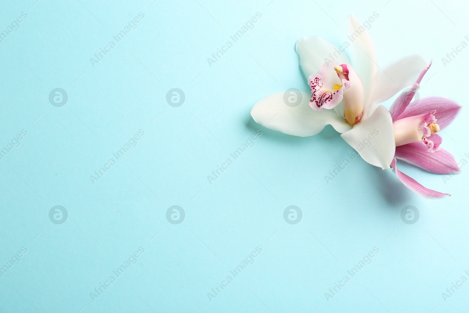 Photo of Beautiful tropical orchid flowers on color background, flat lay. Space for text