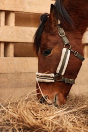 Photo of Adorable chestnut horse eating hay in wooden stable. Lovely domesticated pet