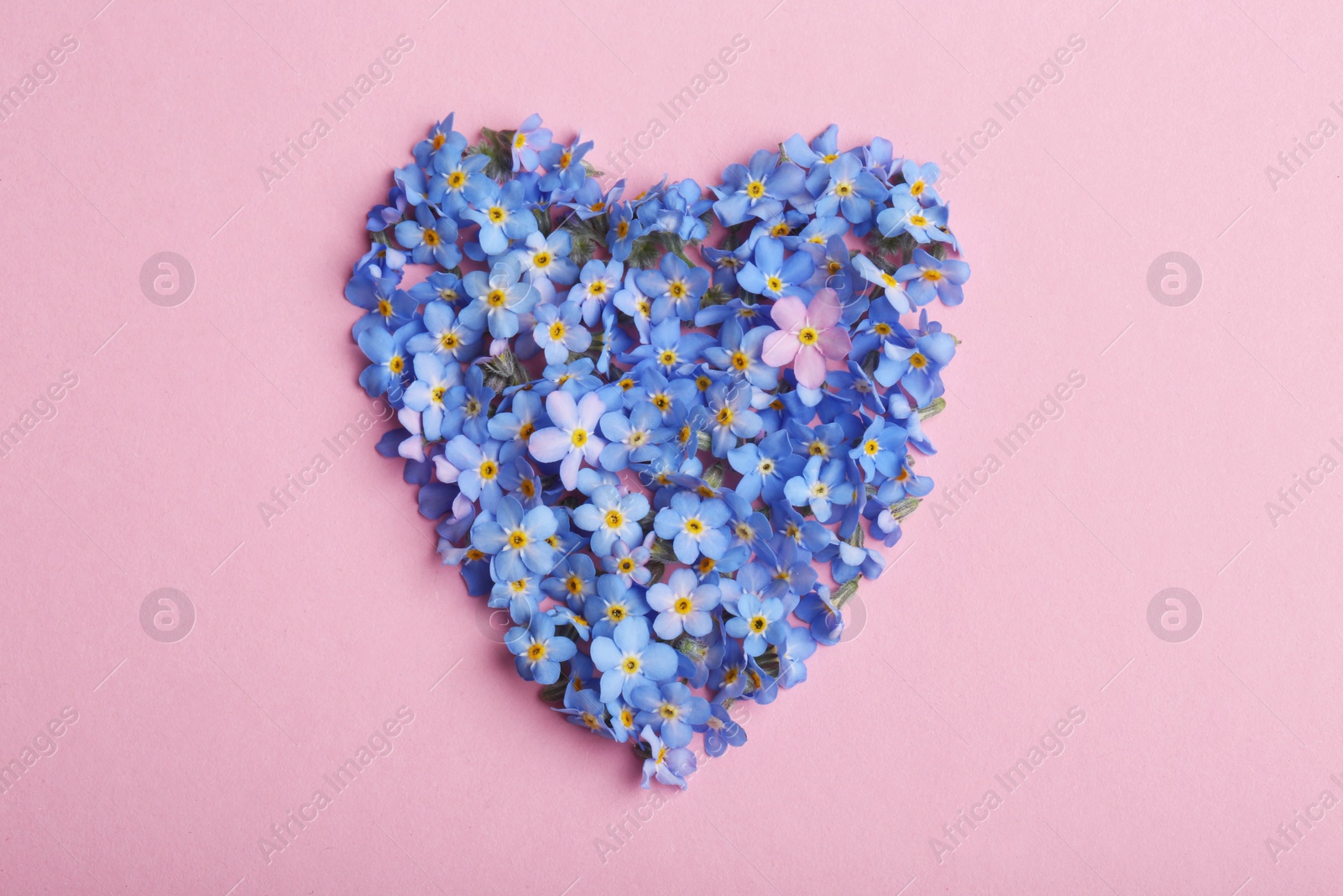 Photo of Heart made of amazing spring forget-me-not flowers on color background, top view