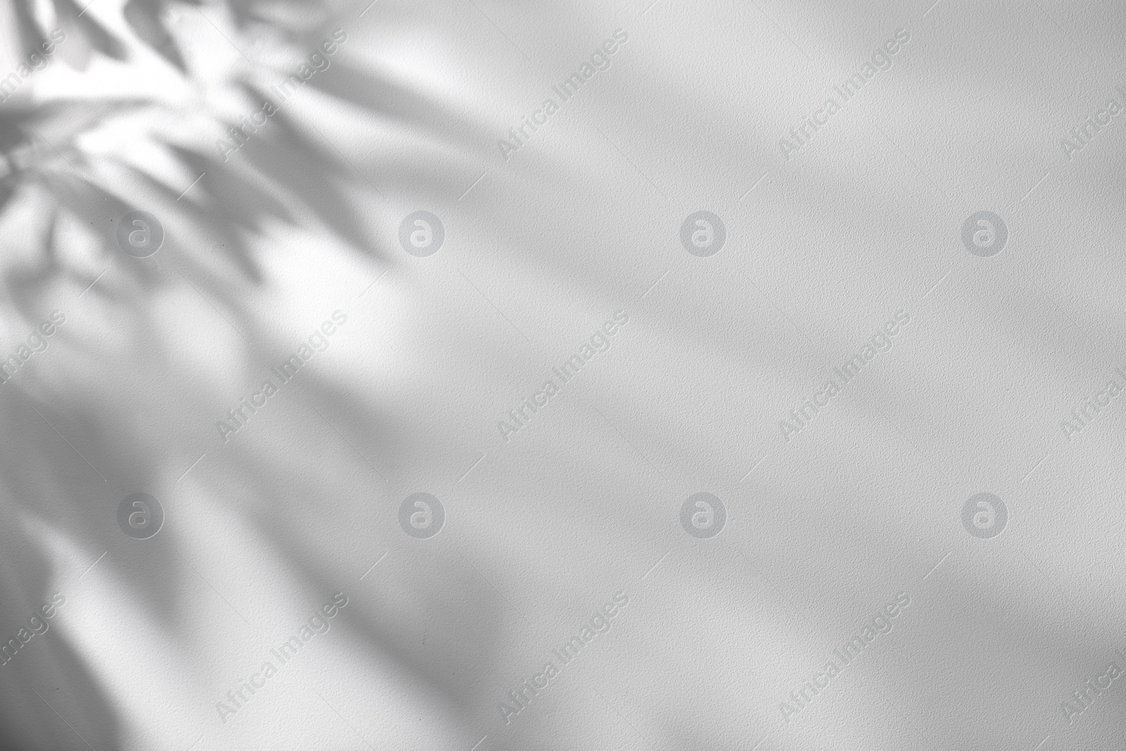 Photo of Shadow of plant falling on white wall, space for text