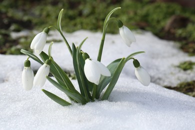 Photo of Beautiful blooming snowdrops growing in snow outdoors. Spring flowers