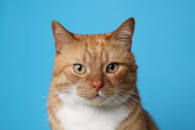 Cute ginger cat on light blue background. Adorable pet