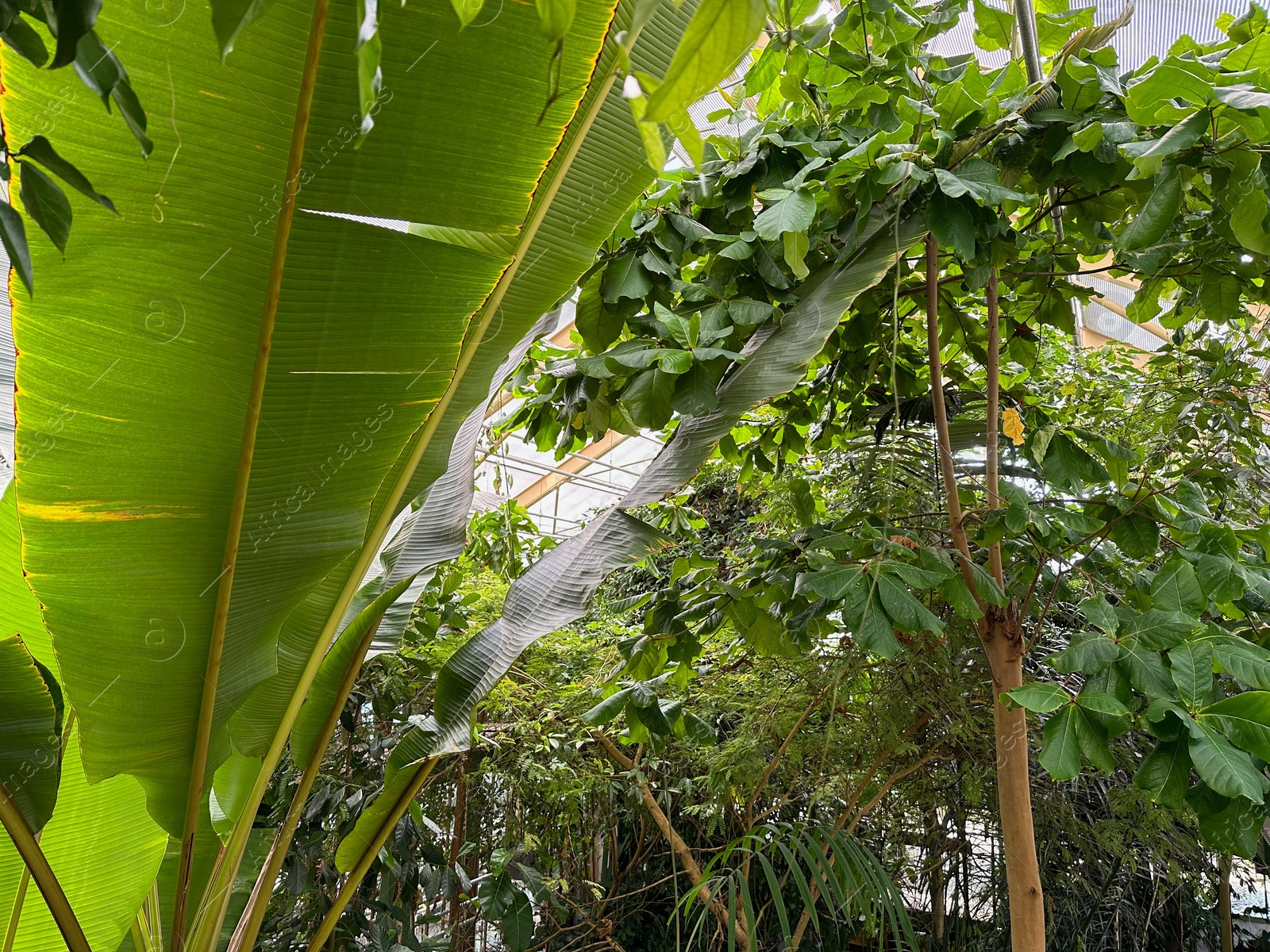 Photo of Many different plants growing in botanical garden