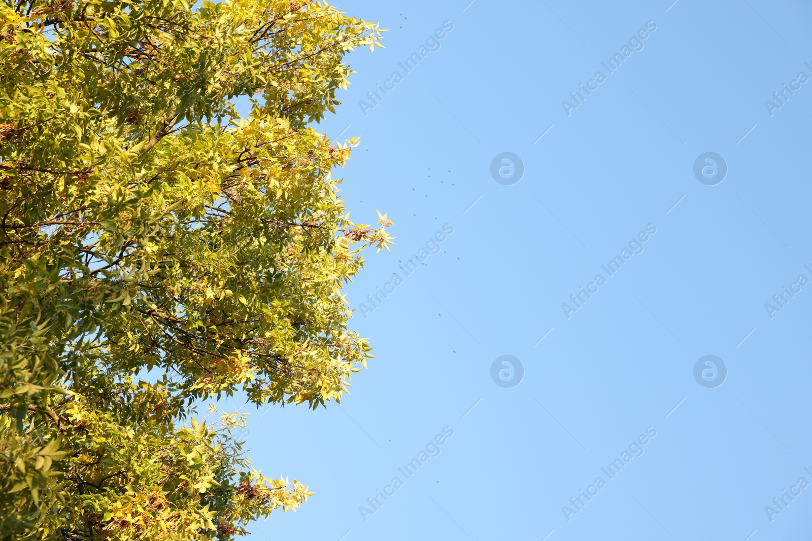 Photo of Tree with green leaves against blue sky outdoors, space for text