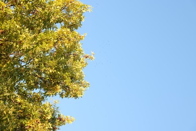 Tree with green leaves against blue sky outdoors, space for text