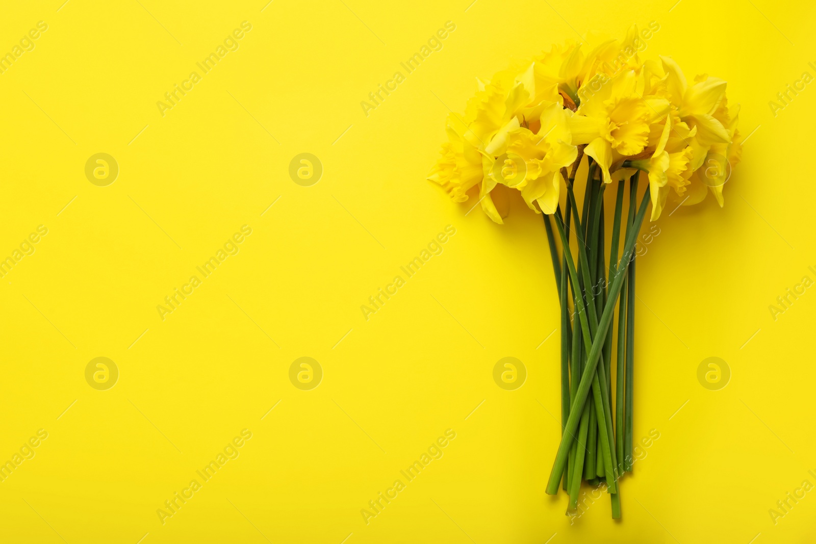 Photo of Beautiful daffodil bouquet on yellow background, top view. Space for text