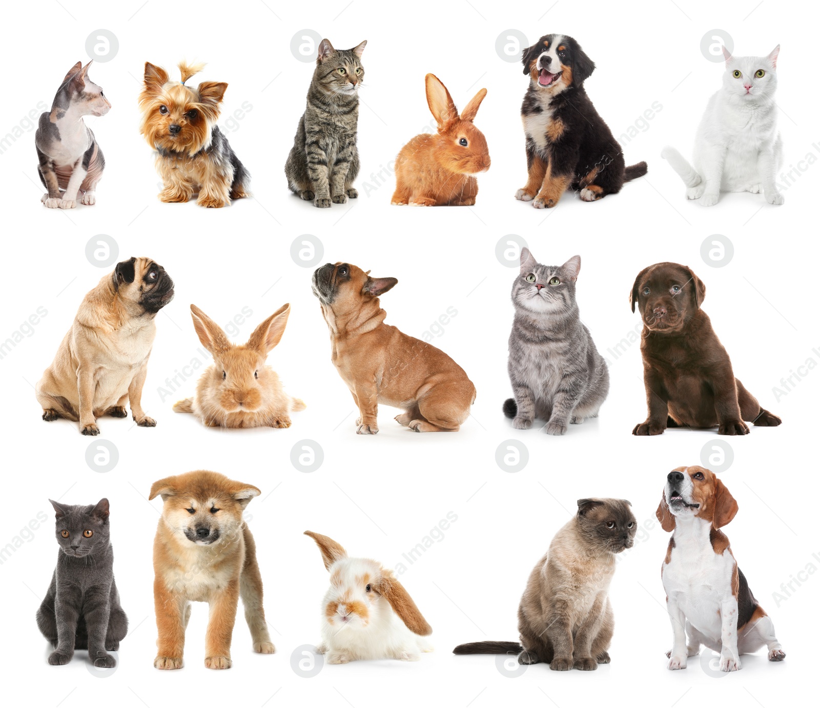 Image of Set of different pets on white background