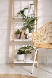 Elegant decorative ladder with houseplants and chair in light room