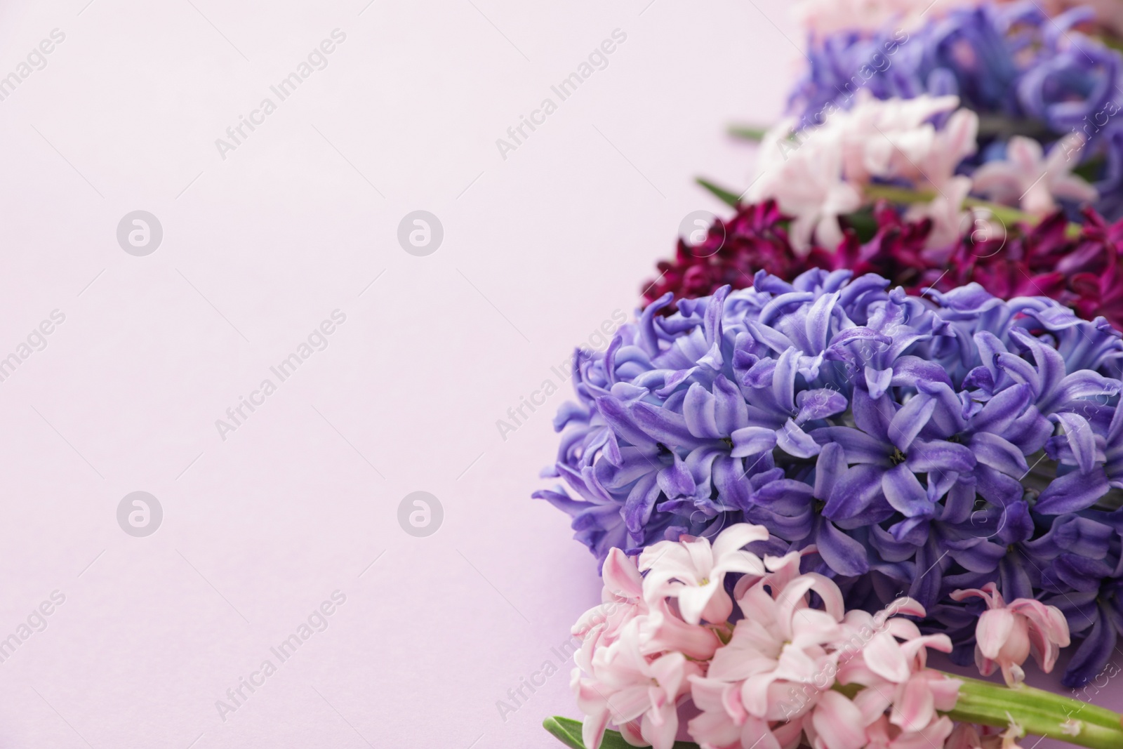 Photo of Beautiful spring hyacinth flowers on color background, closeup. Space for text