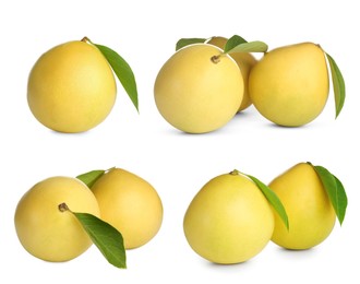 Set of fresh pomelo fruits on white background