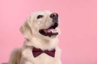 Photo of Cute Labrador Retriever with stylish bow tie on pink background. Space for text