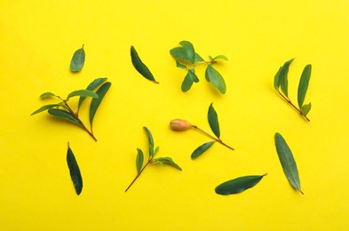 Photo of Pomegranate branches with green leaves and bud on yellow background, flat lay