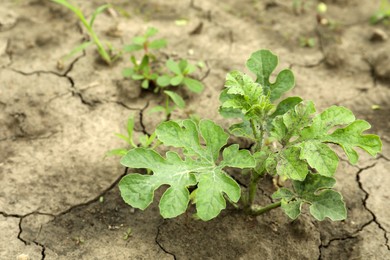 Photo of Watermelon plant with green leaves growing in garden