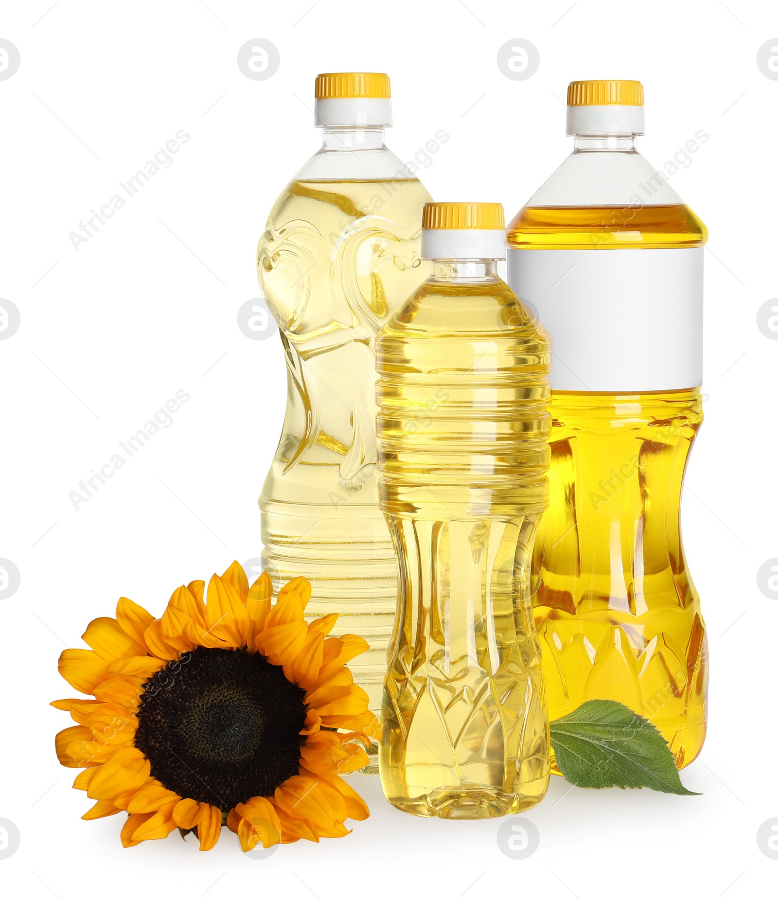 Photo of Bottles with sunflower cooking oil and yellow flower on white background