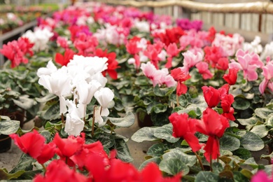 Photo of Many potted blooming flowers in greenhouse, closeup. Home gardening