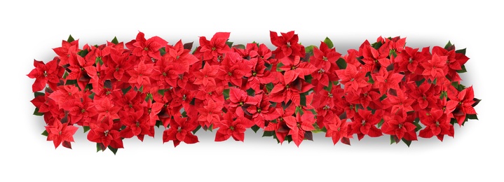 Image of Christmas traditional Poinsettia flowers on white background, top view. Banner design 