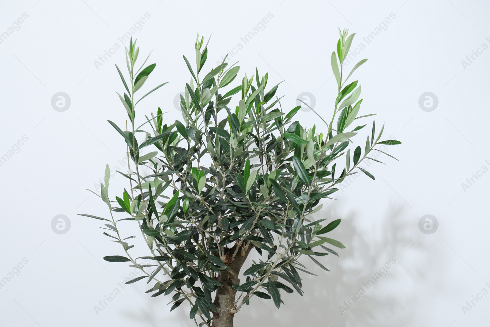 Photo of Olive tree near white wall. Interior element