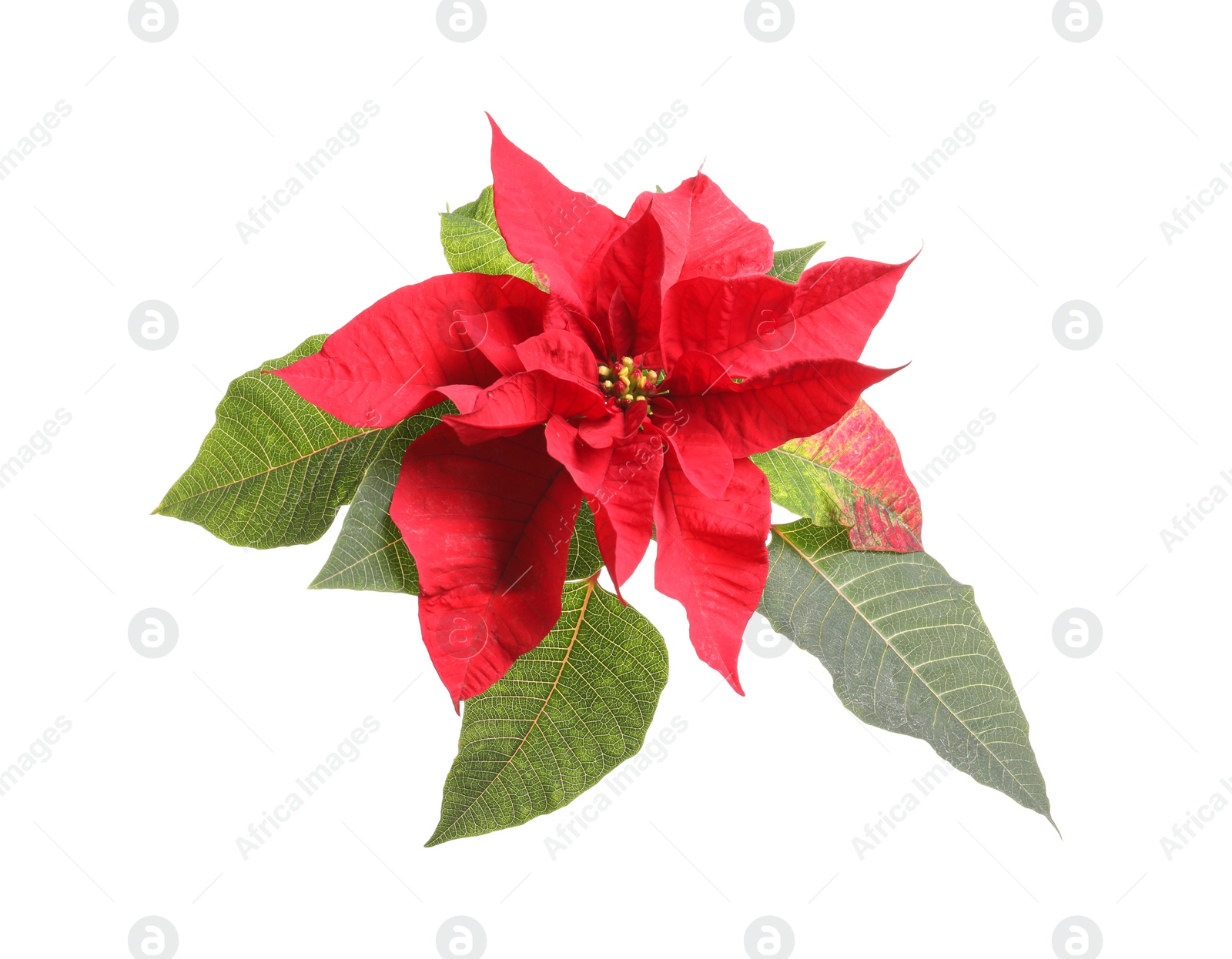 Photo of Beautiful poinsettia on white background. Traditional Christmas flower