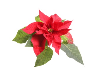 Beautiful poinsettia on white background. Traditional Christmas flower