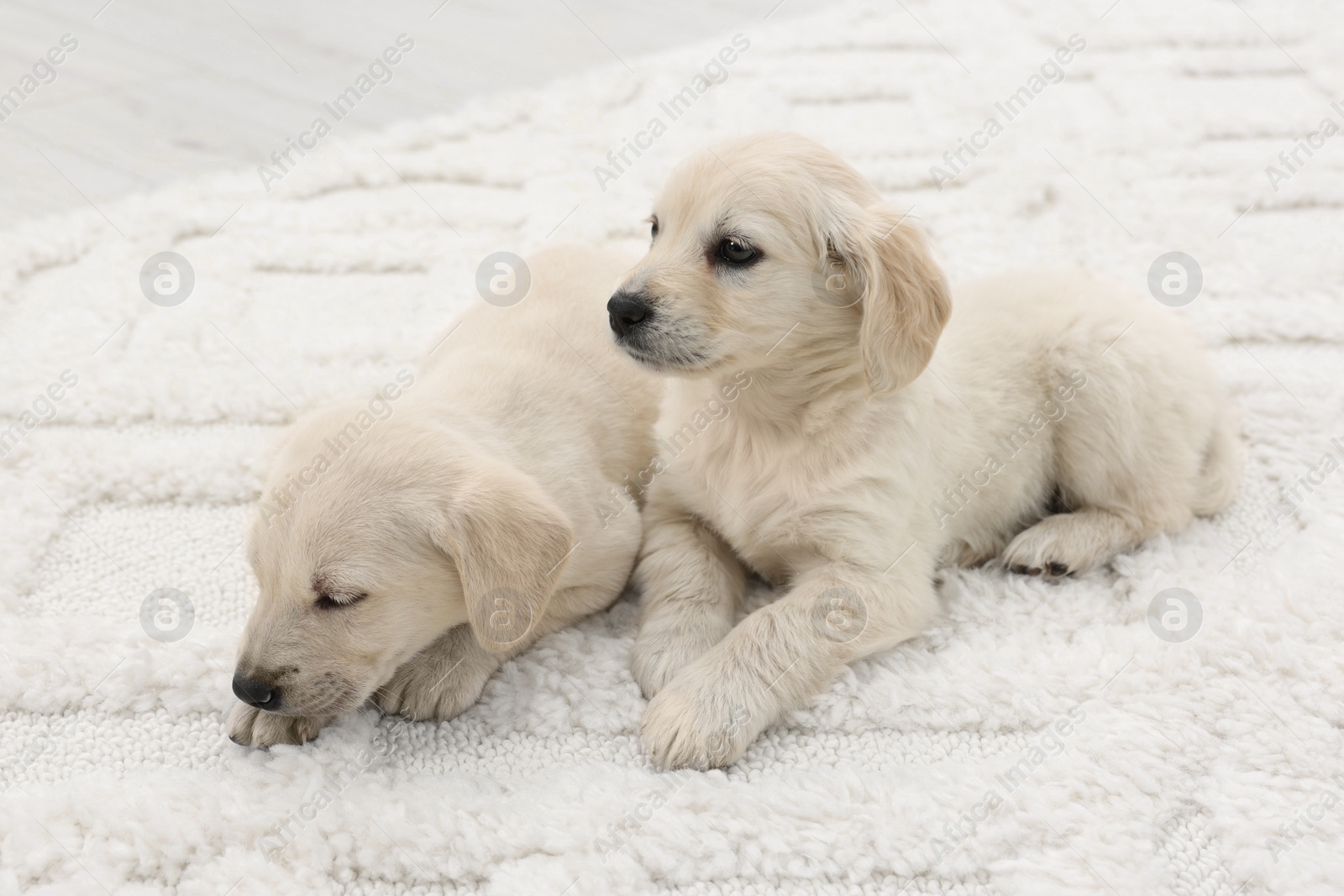 Photo of Cute little puppies lying on white carpet