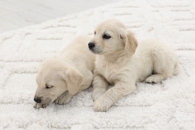 Cute little puppies lying on white carpet