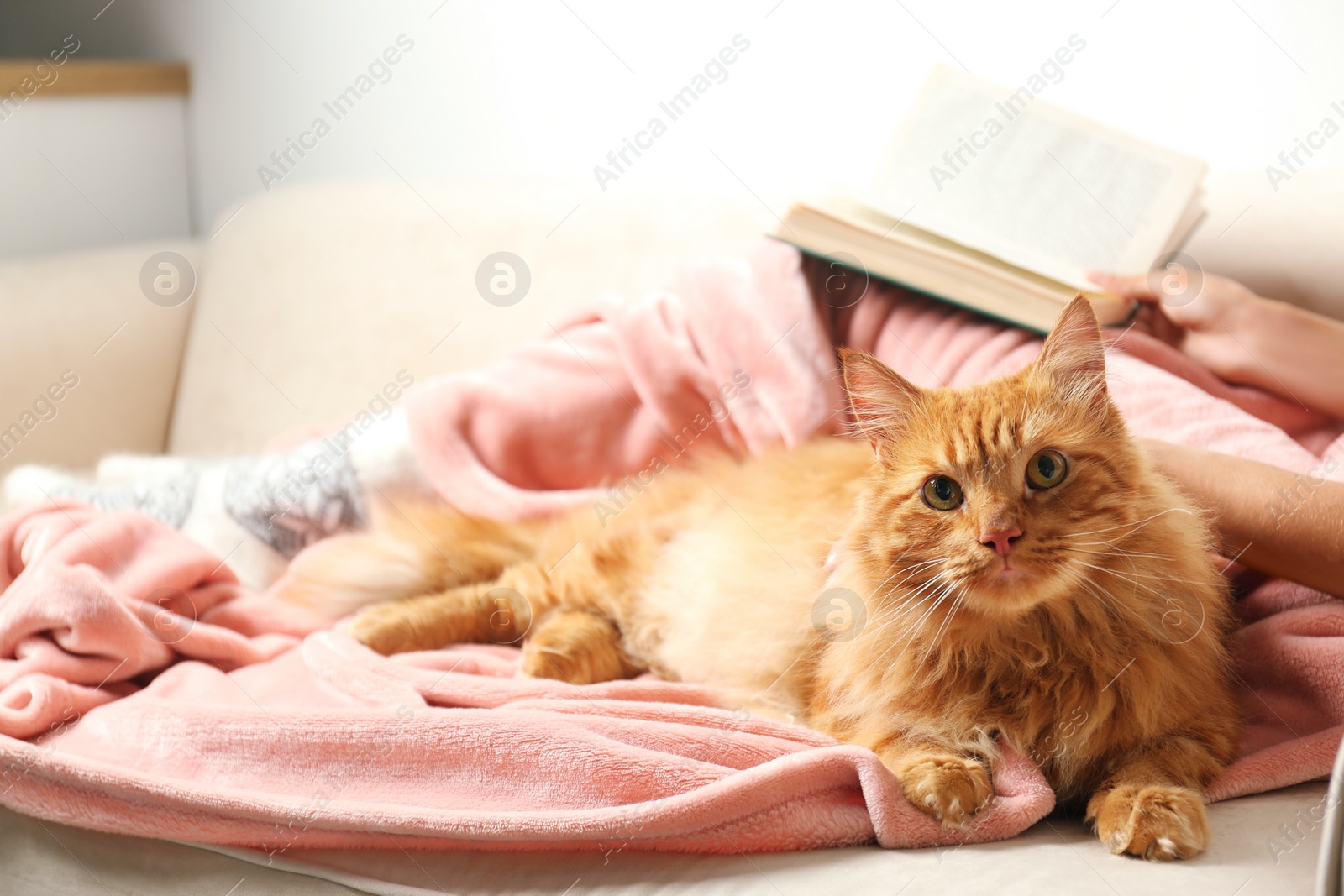 Photo of Woman with cute red cat and book on sofa at home, closeup view. Space for text