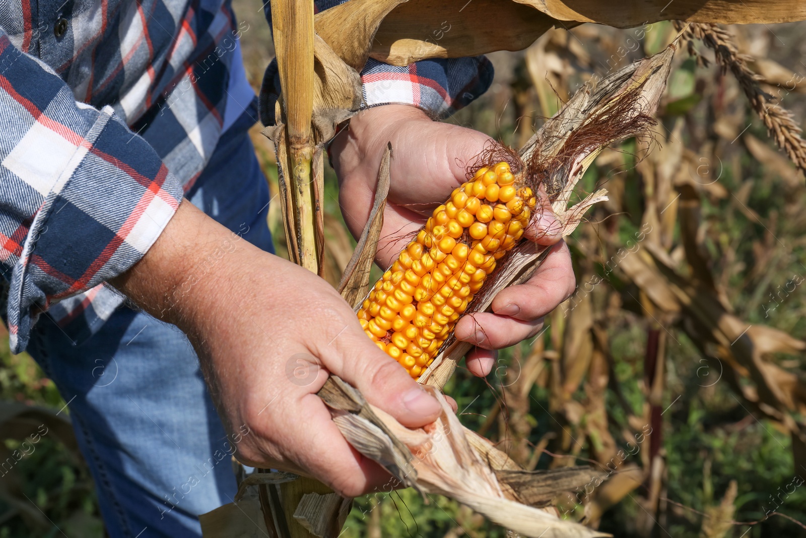 Photo of Man picking delicious ripe corn in field, closeup