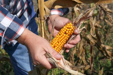 Photo of Man picking delicious ripe corn in field, closeup