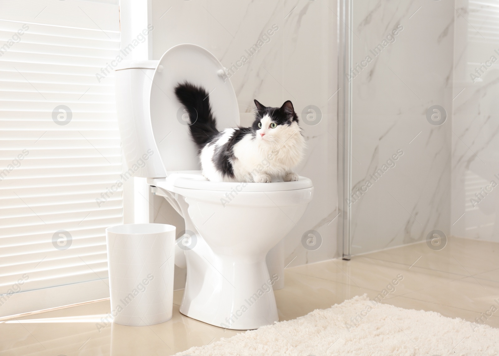 Photo of Cute cat sitting on toilet bowl in bathroom