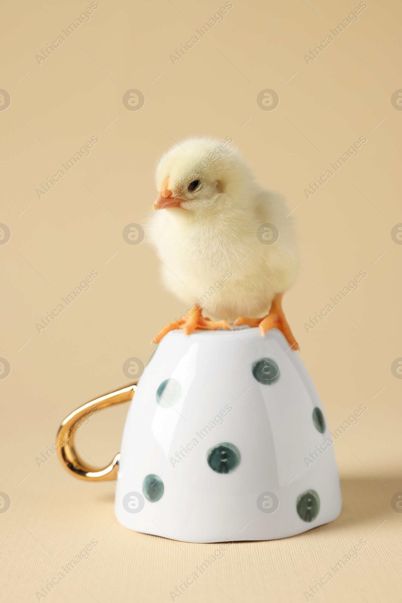 Photo of Cute chick on cup against beige background, closeup. Baby animal