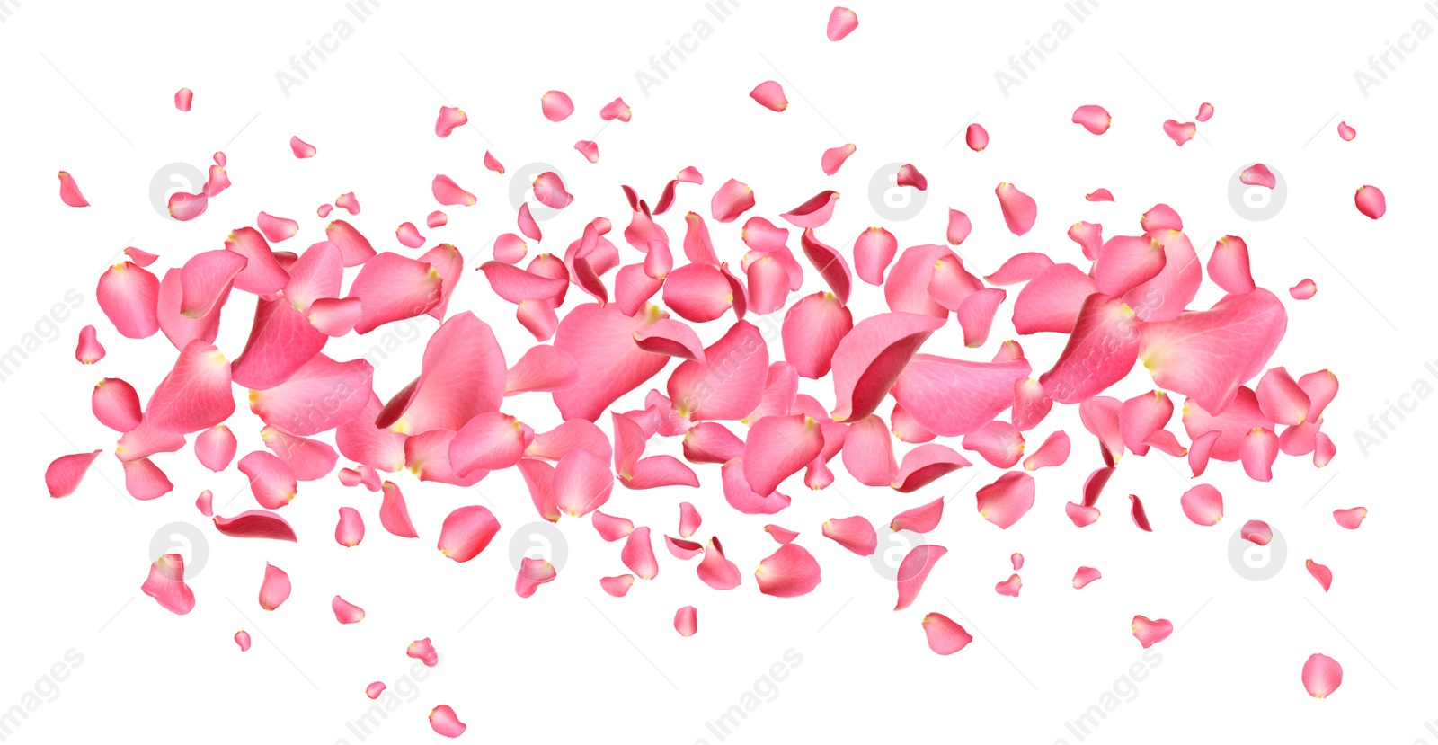 Image of Fresh pink rose petals on white background