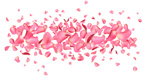 Image of Fresh pink rose petals on white background