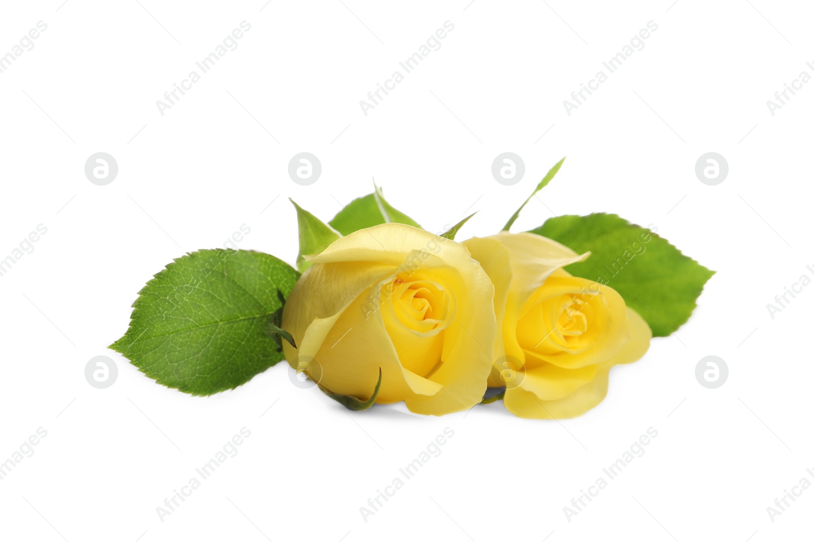 Photo of Beautiful fresh yellow roses with leaves isolated on white