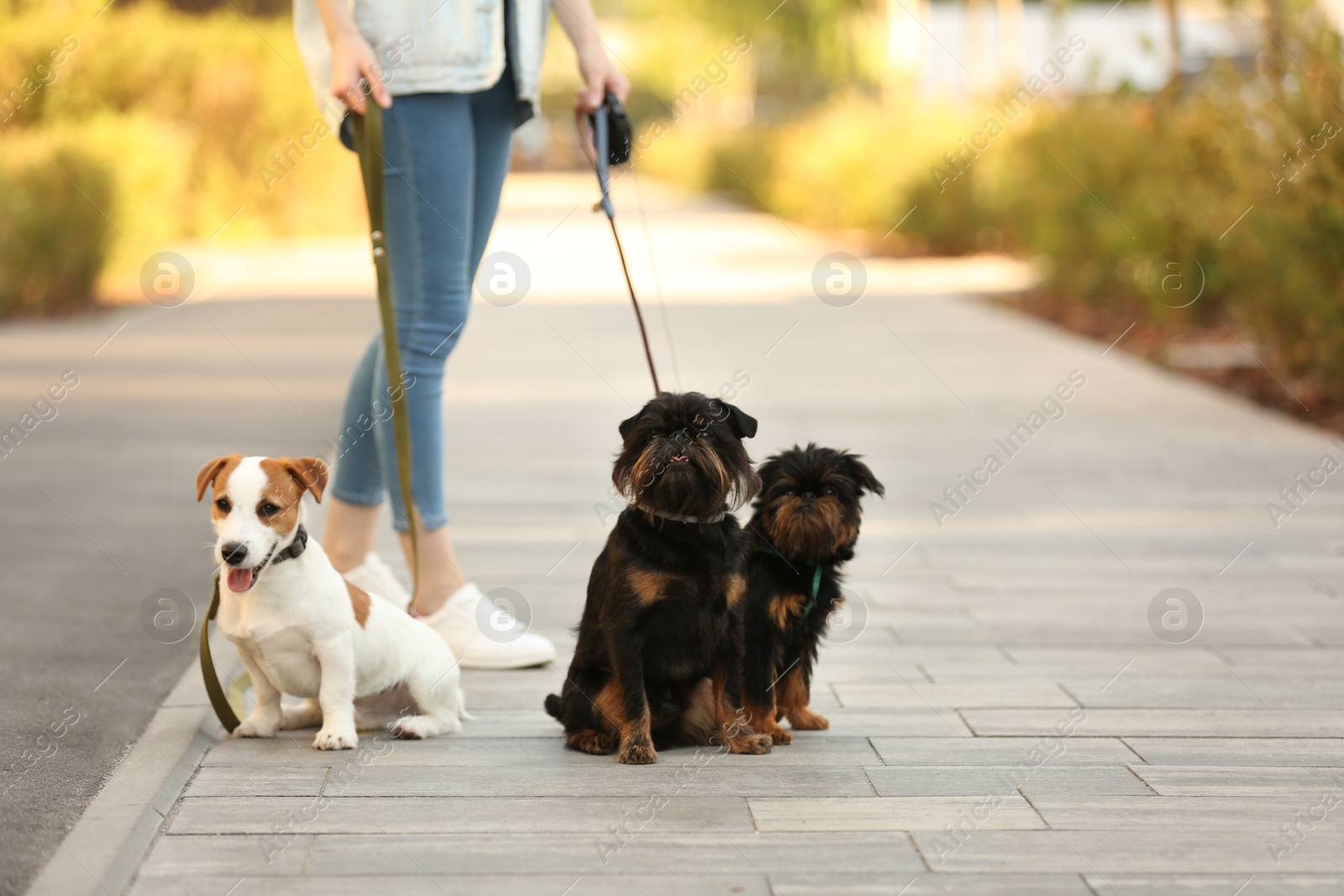 Photo of Woman walking Jack Russell Terrier and Brussels Griffon dogs in park