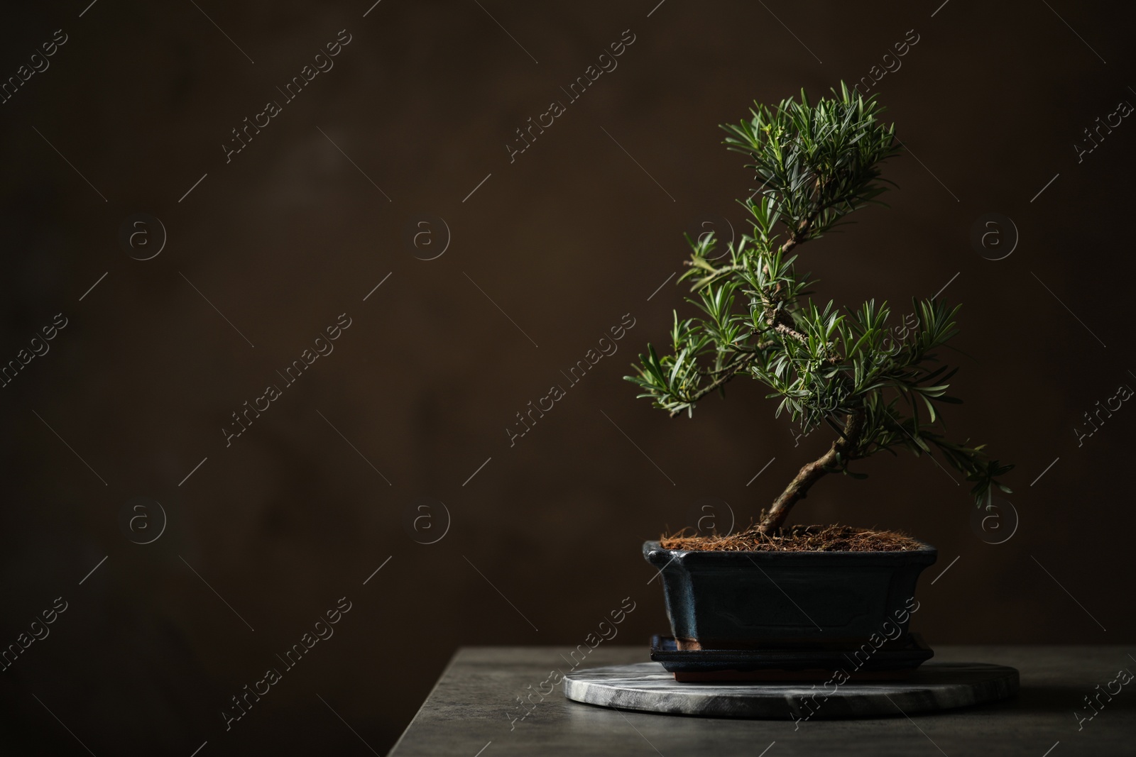 Photo of Japanese bonsai plant on grey stone table, space for text. Creating zen atmosphere at home