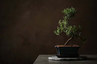 Japanese bonsai plant on grey stone table, space for text. Creating zen atmosphere at home