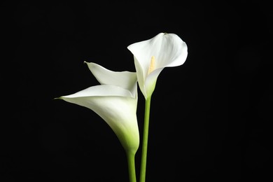 Beautiful calla lily flowers on black background