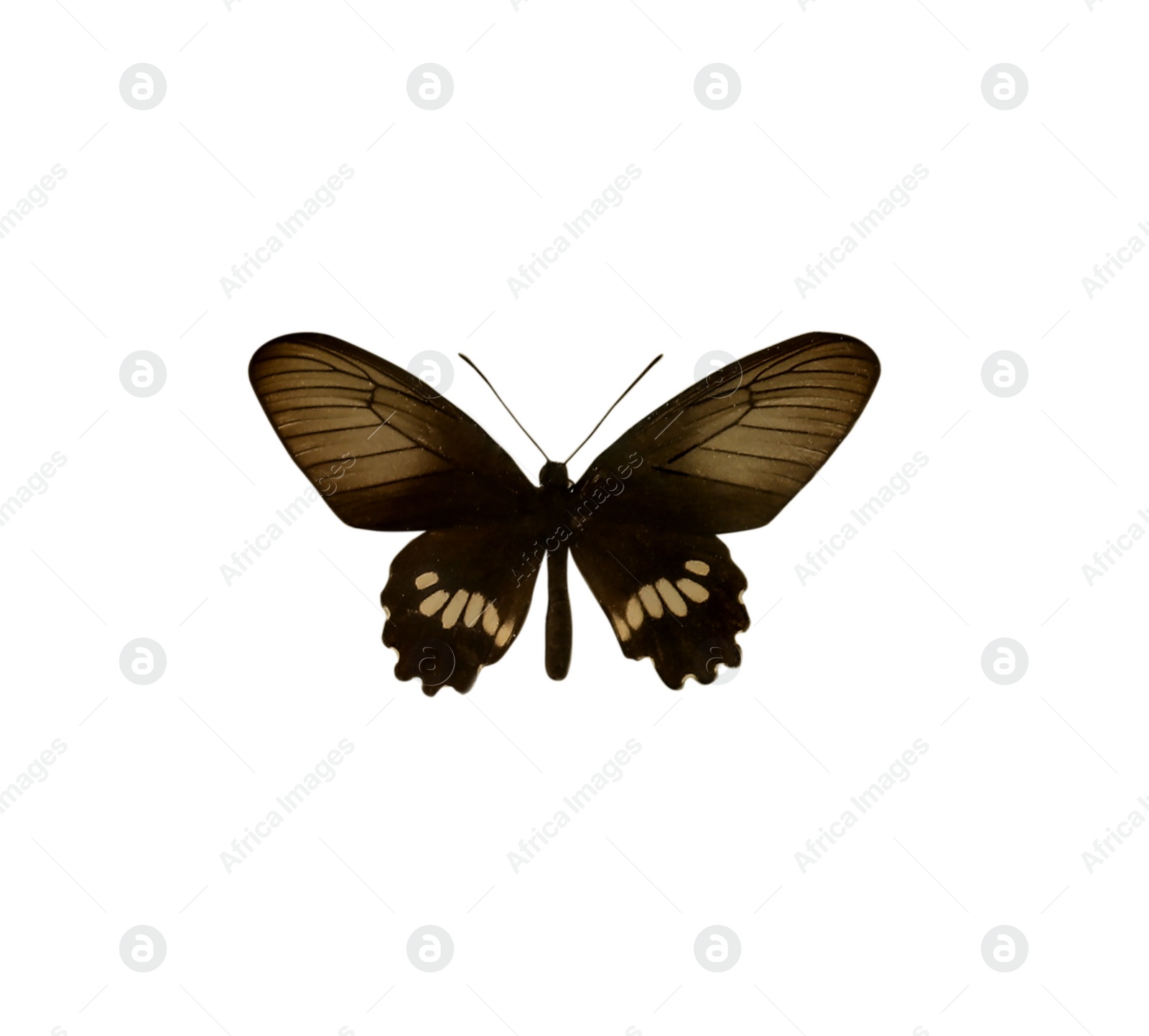 Image of Beautiful fragile exotic butterfly on white background