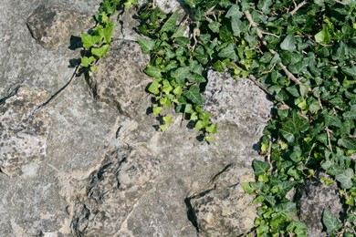 Photo of Texture of old stone wall with ivy as background, closeup