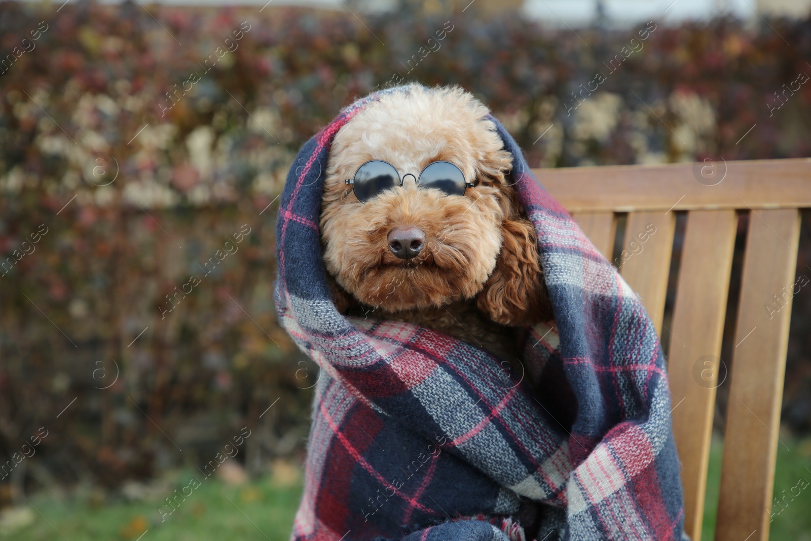 Photo of Cute fluffy dog with sunglasses wrapped in blanket outdoors. Space for text