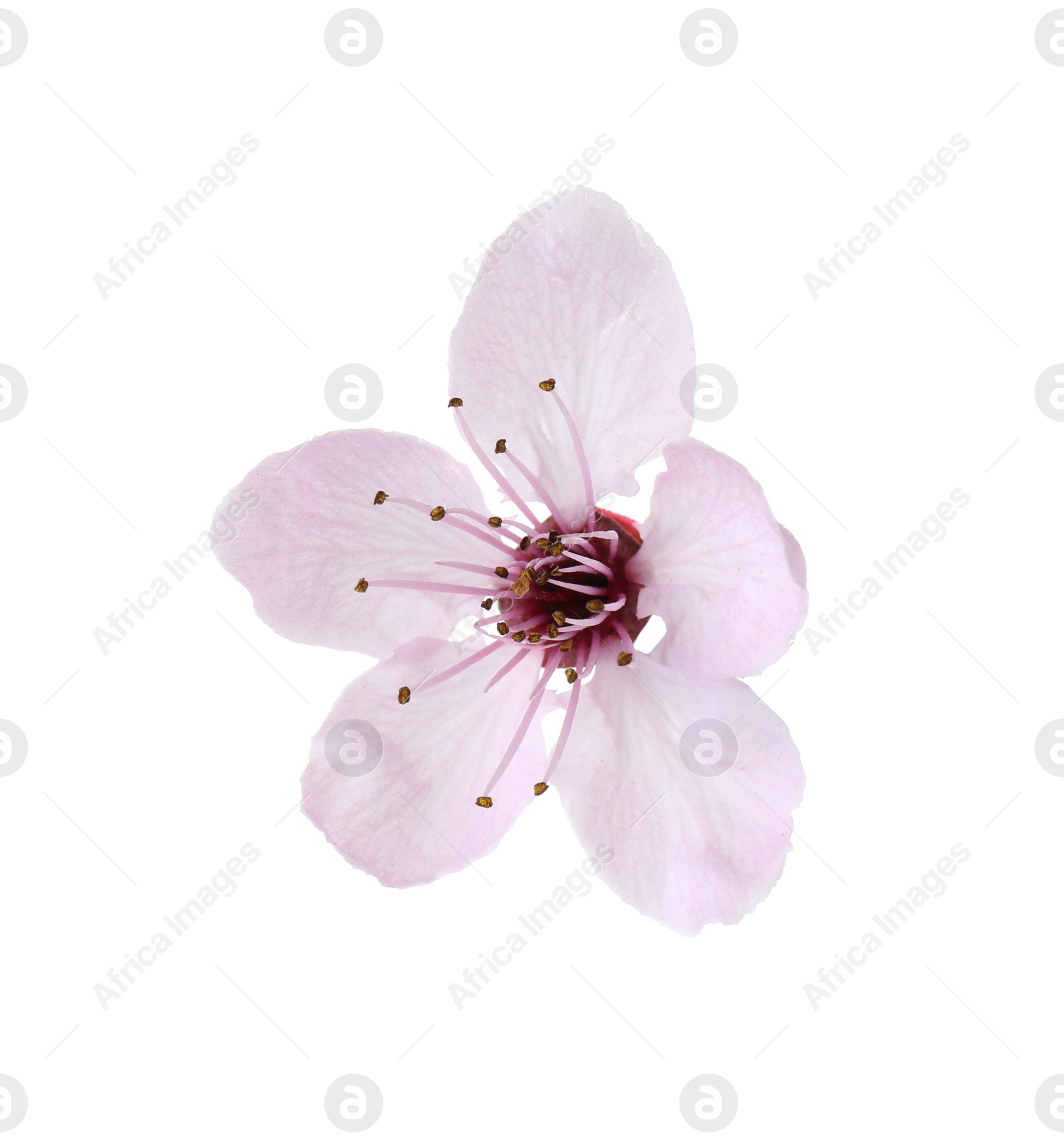 Photo of Beautiful spring tree blossom isolated on white