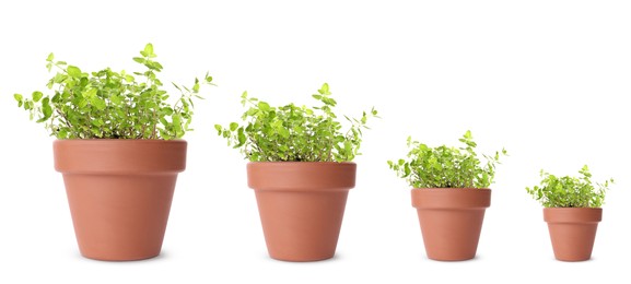 Oregano growing in pots isolated on white, different sizes