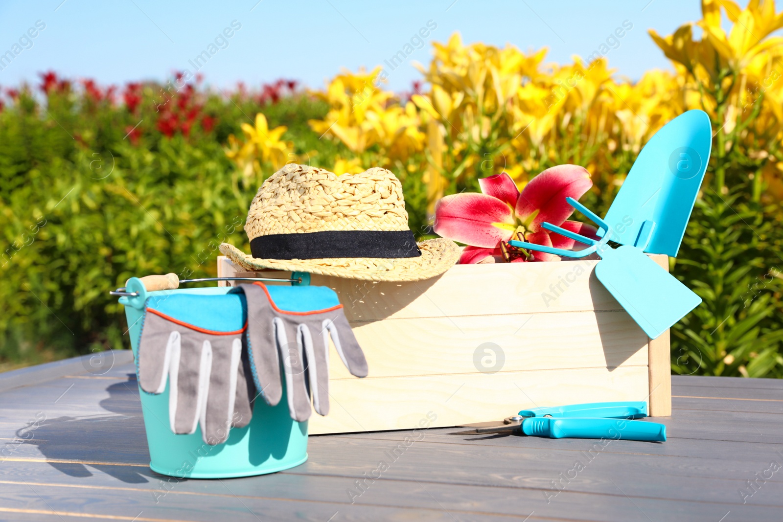 Photo of Wooden crate with lily and gardening tools on grey table at flower field