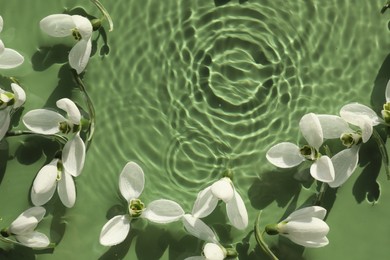 Photo of Beautiful flowers in water on green background, top view. Space for text