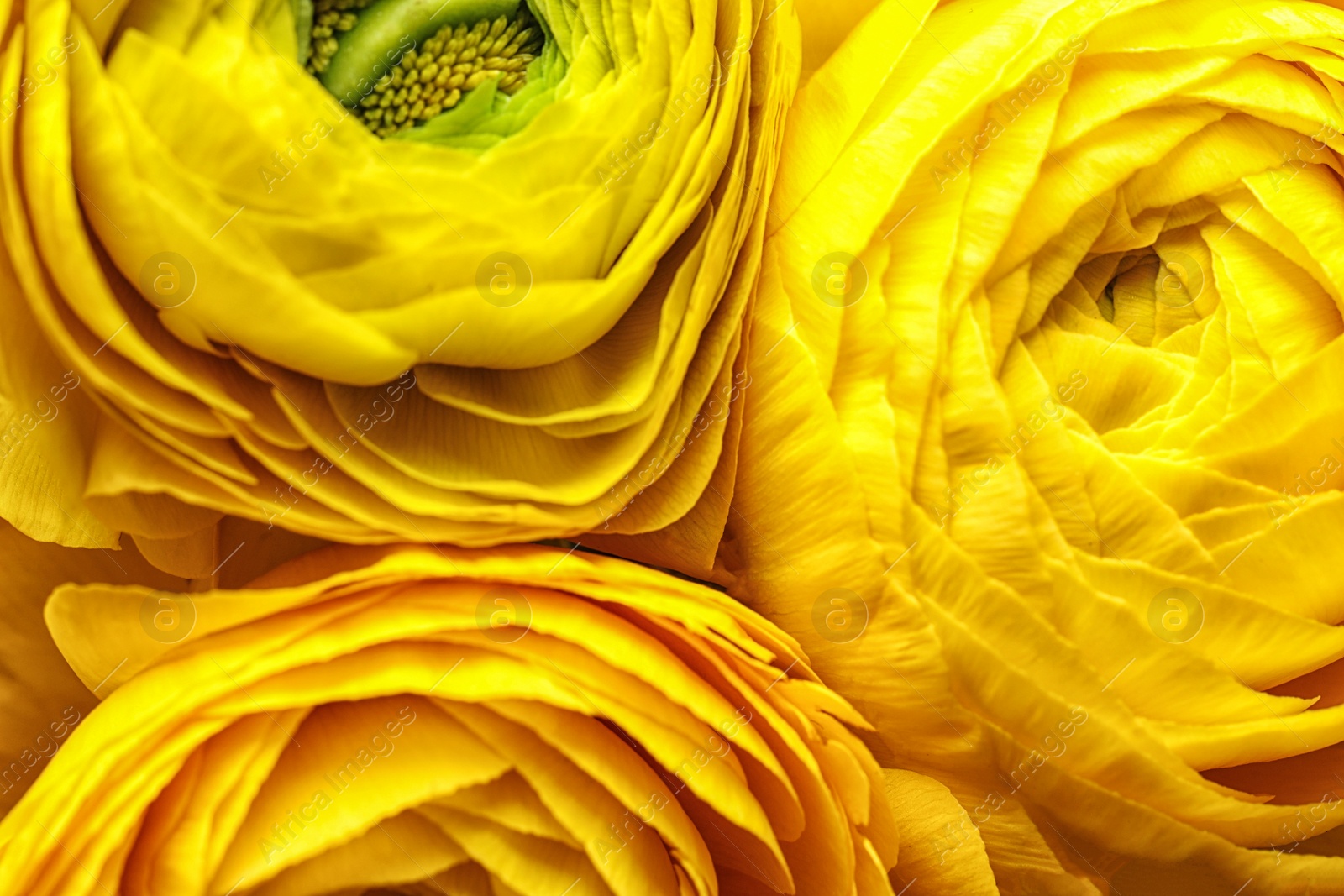 Photo of Beautiful fresh ranunculus flowers as background, closeup view. Floral decor