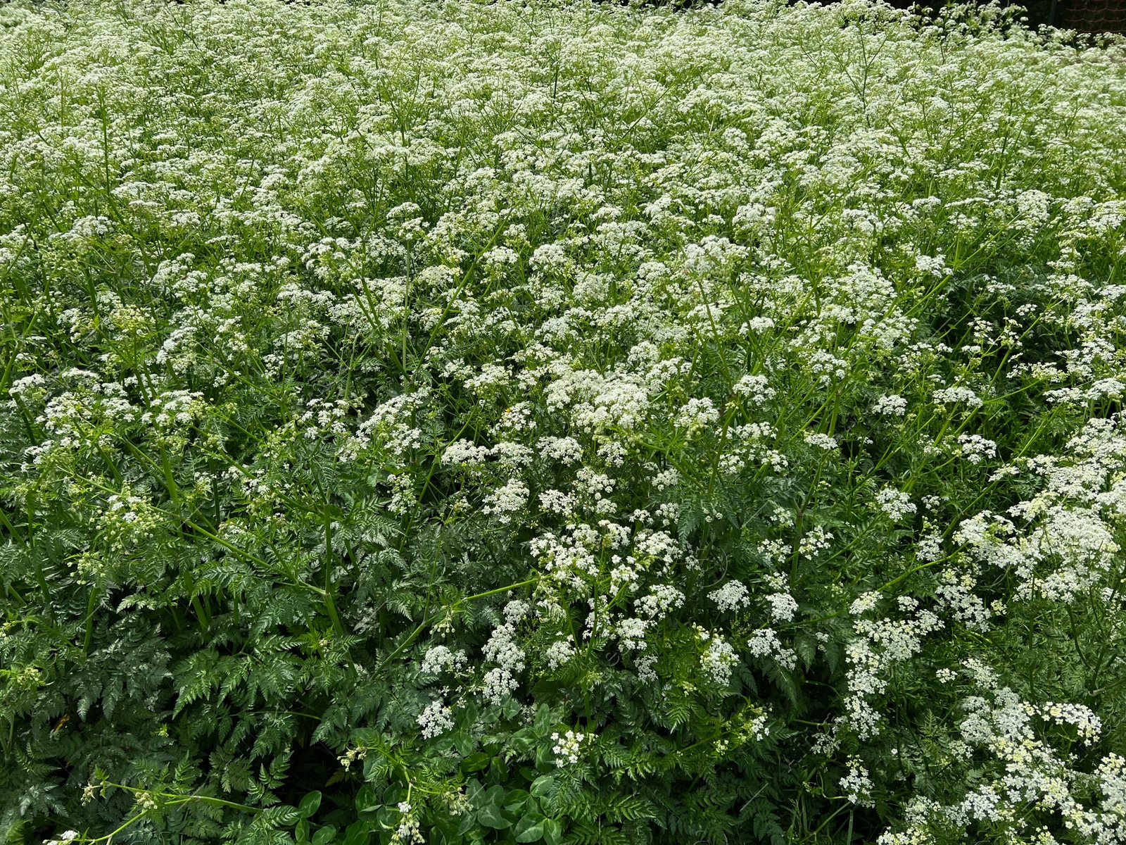 Photo of Beautiful hemlock plants with white flower outdoors