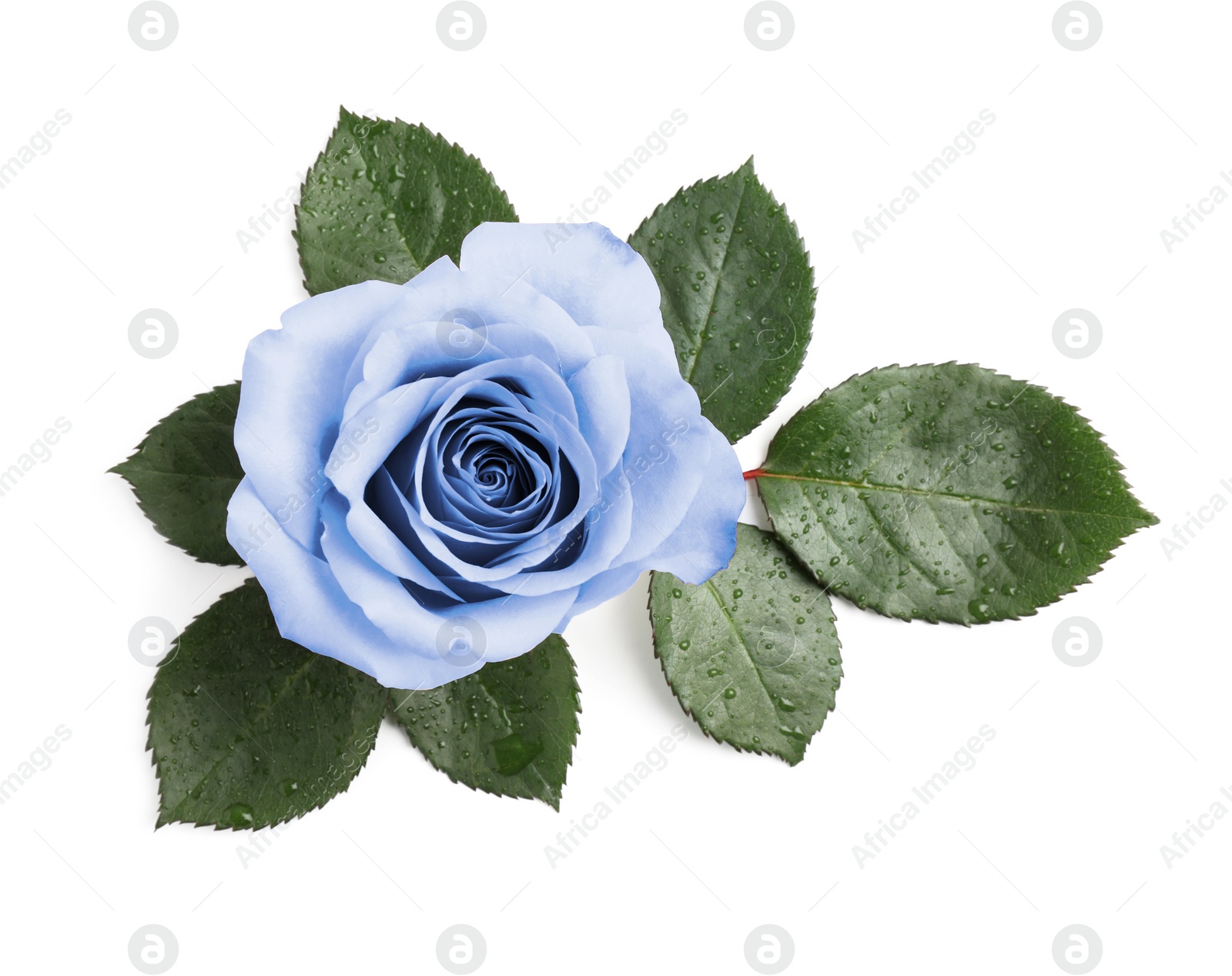 Image of Beautiful blooming light blue rose on white background